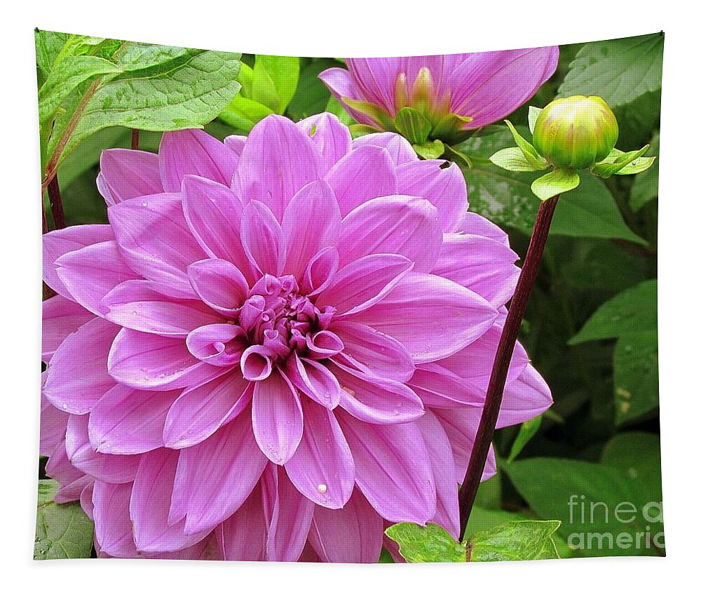 Flowers Tapestry featuring the photograph Decadent Dahlia  by Elizabeth Dow