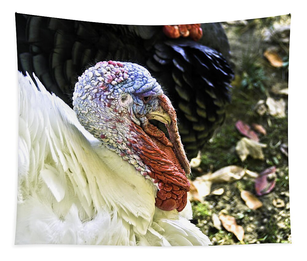 Autumn Tapestry featuring the photograph Deep Turkey Thoughts by LeeAnn McLaneGoetz McLaneGoetzStudioLLCcom