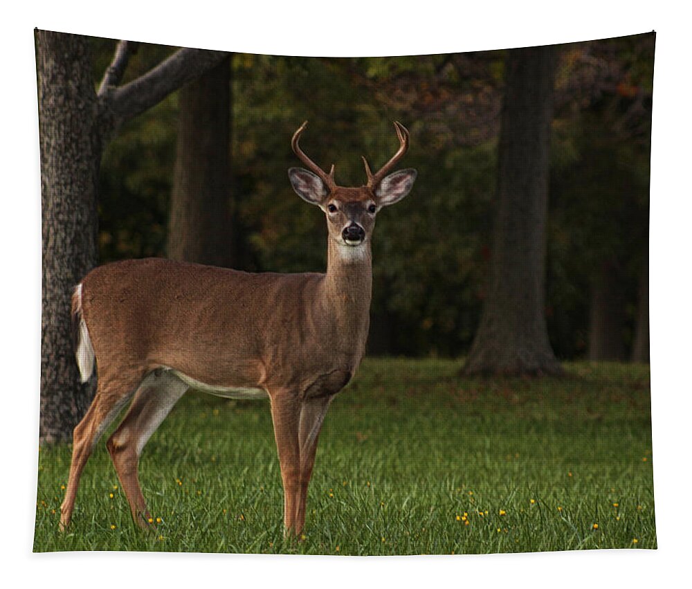 Deer Tapestry featuring the photograph Deer in Headlight look by Tammy Espino