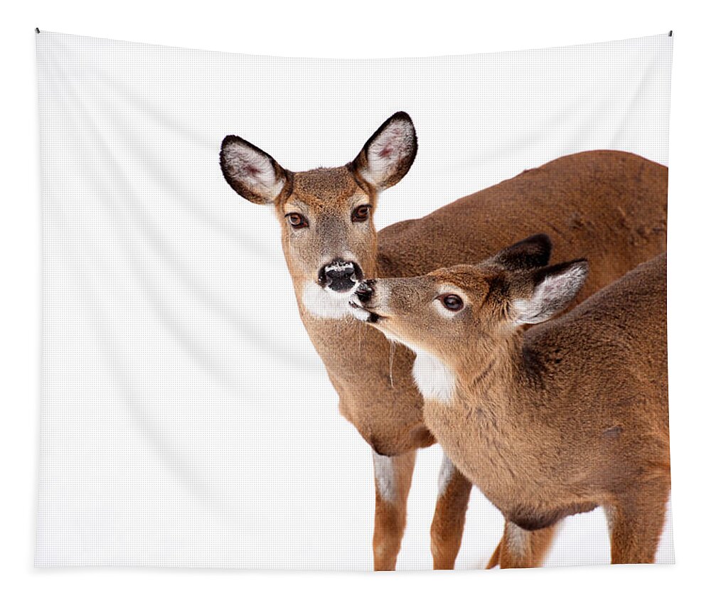 Deer Tapestry featuring the photograph Deer Kisses by Karol Livote