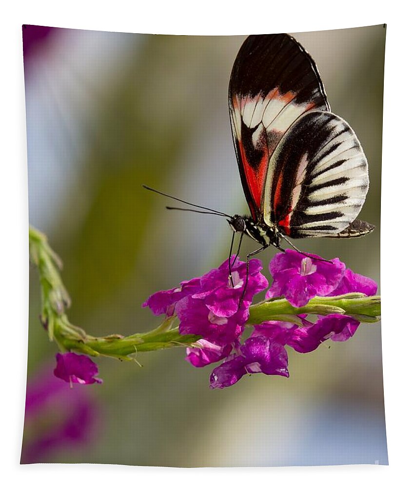 Macro Tapestry featuring the photograph delicate Piano Key Butterfly by Sabrina L Ryan
