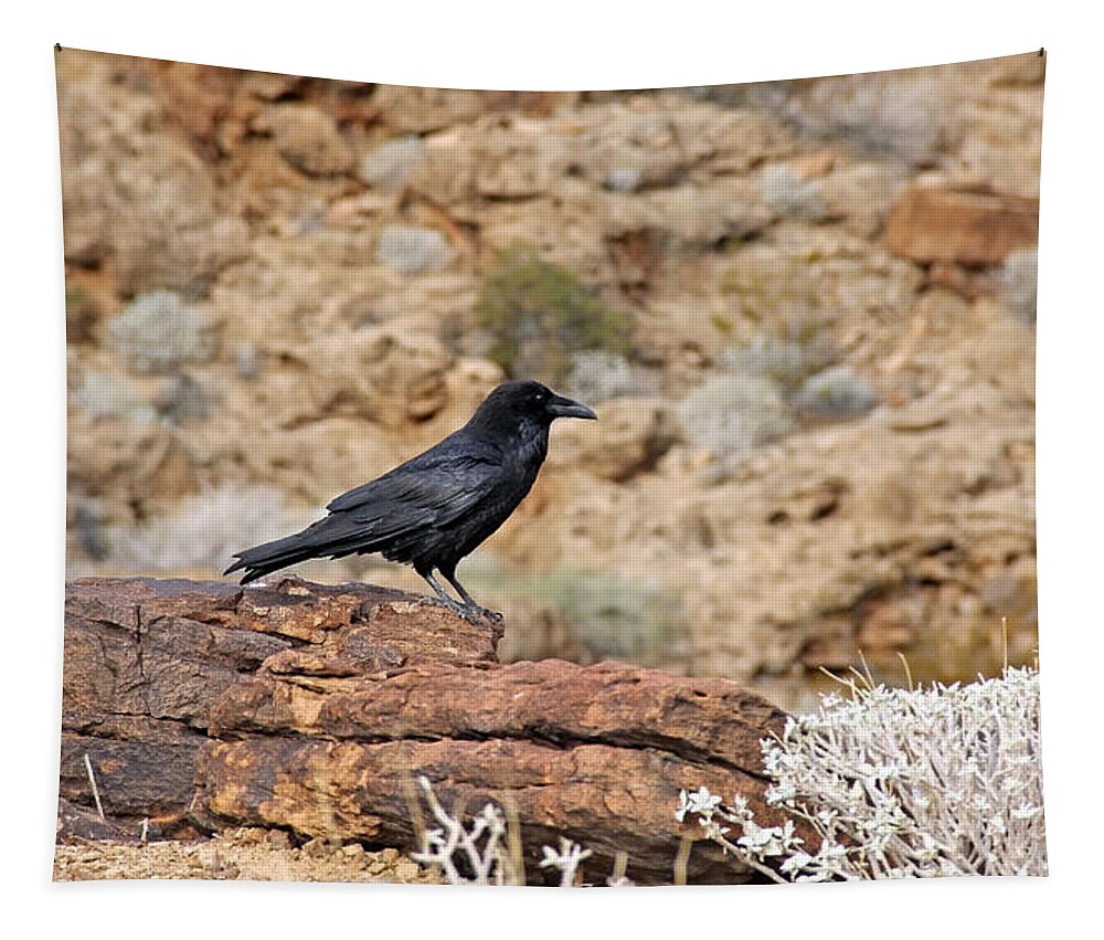 Animals Tapestry featuring the photograph Jet Black Desert Dweller by Debbie Oppermann
