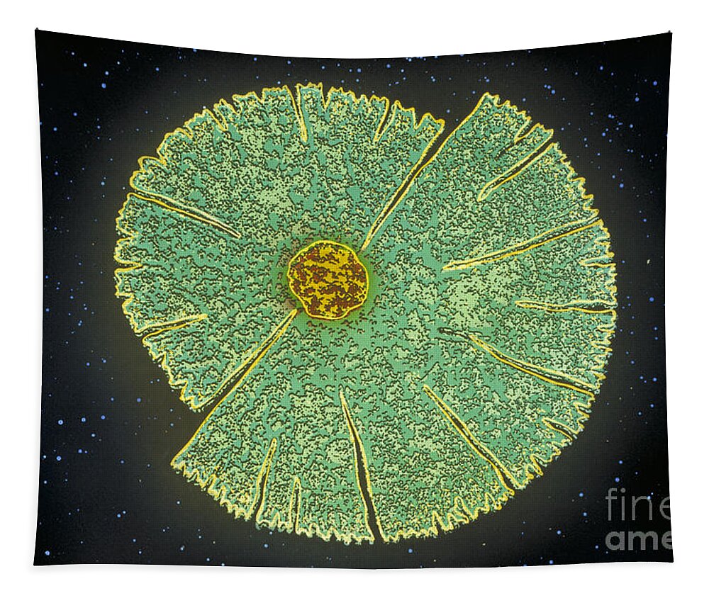 Desmid Tapestry featuring the photograph Desmid Algae by Chris Bjornberg