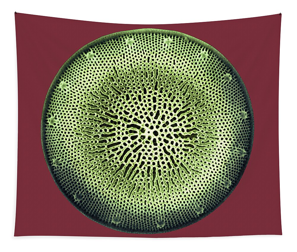Algae Tapestry featuring the photograph Diatom by Dee Breger