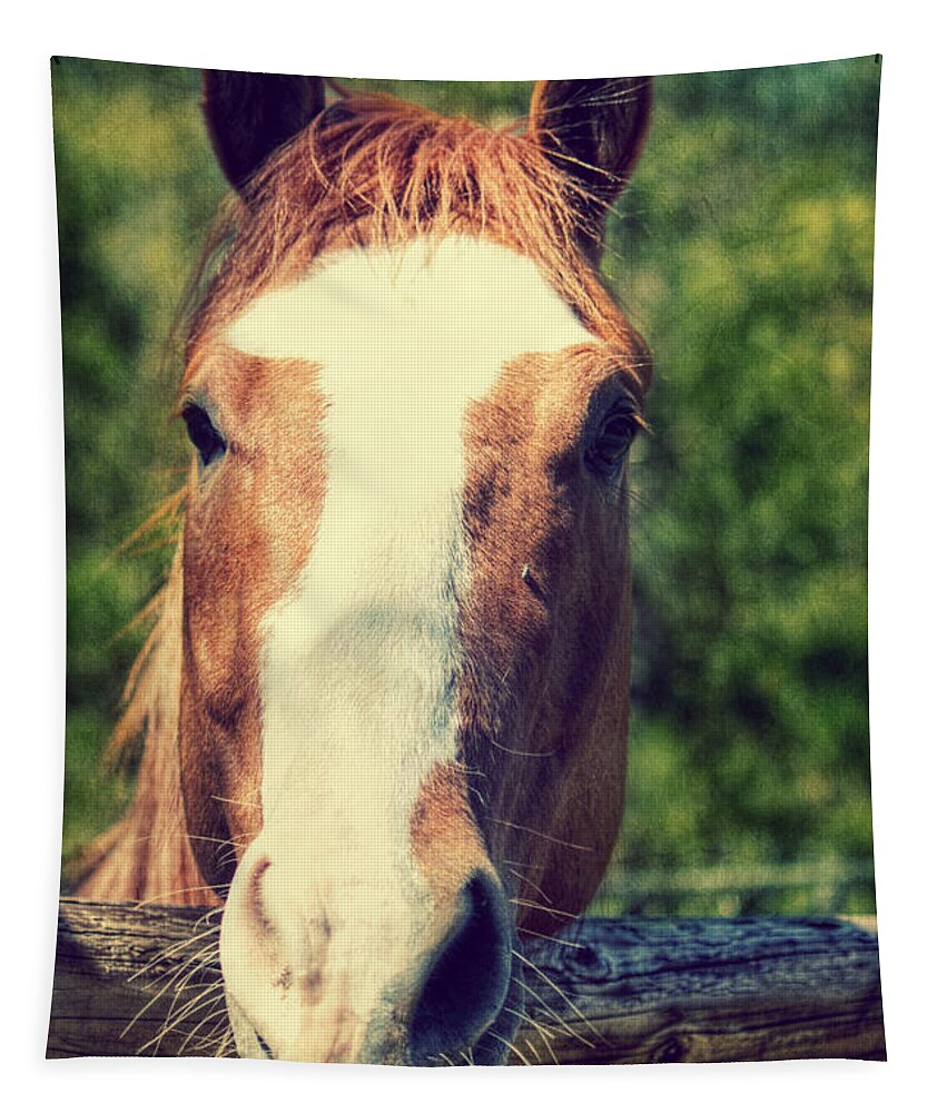Horse Tapestry featuring the photograph Did you Bring an Apple by Melanie Lankford Photography