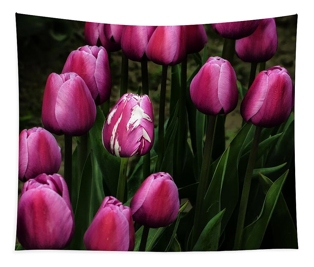 Tulip Tapestry featuring the photograph Different by Mary Jo Allen