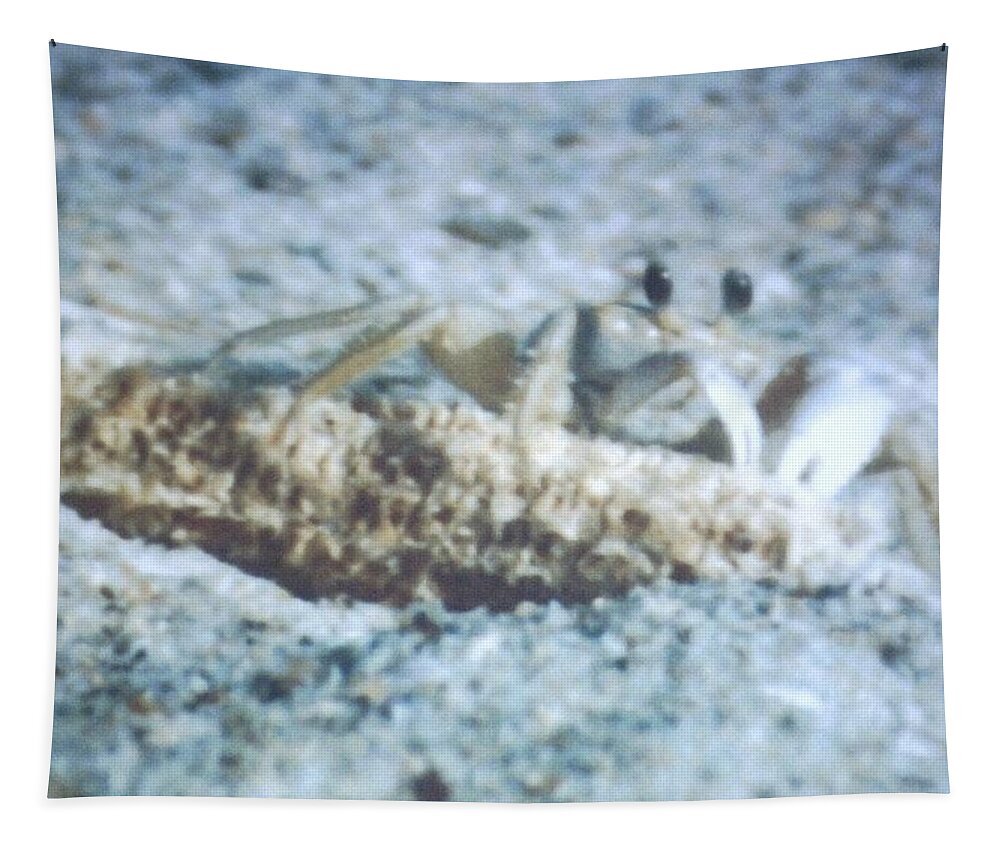 #crab #beachtime #corncob #springtime #floridafun Tapestry featuring the photograph Beach Crab Snacking by Belinda Lee
