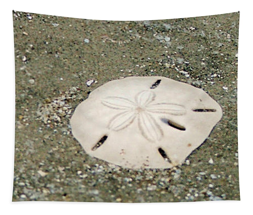 Sand Dollar Tapestry featuring the photograph Pick Me Up by Melinda Ledsome