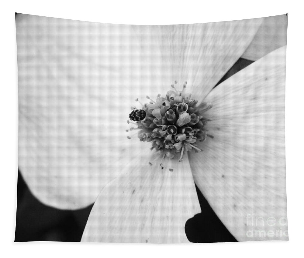 Flower Tapestry featuring the photograph Dogwood Black and White 2 by Andrea Anderegg