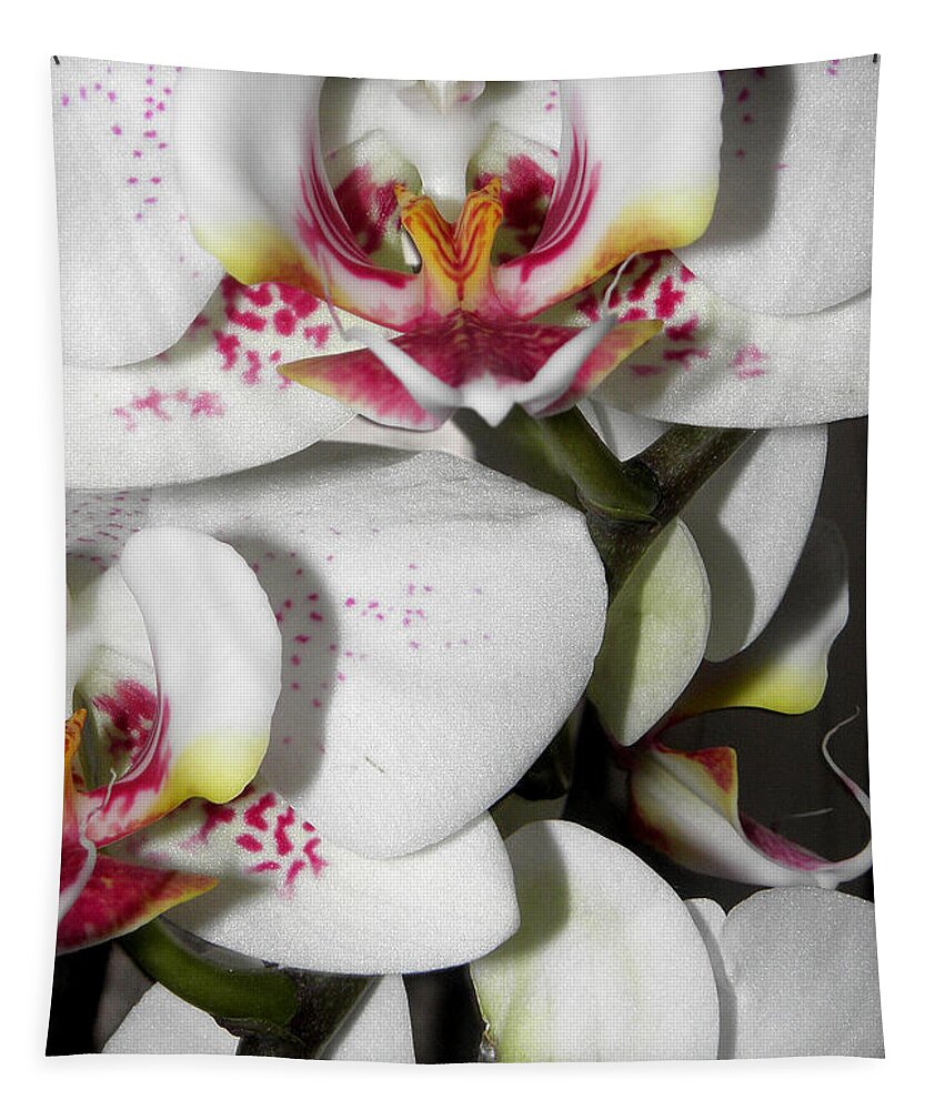 White Orchids Tapestry featuring the photograph Dots and Splashes of Pink on Orchid by Kim Galluzzo Wozniak