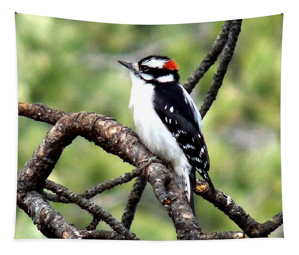 Colorado Tapestry featuring the photograph Downy Woodpecker by Marilyn Burton