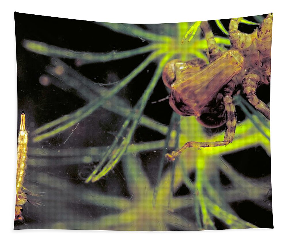 Animal Tapestry featuring the photograph Dragonfly Nymph & Mosquito Larva by Robert Noonan