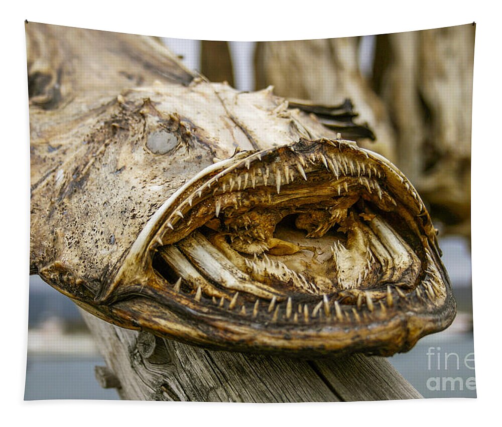 Angler-fish Tapestry featuring the photograph Dried angler- or monkfish by Patricia Hofmeester
