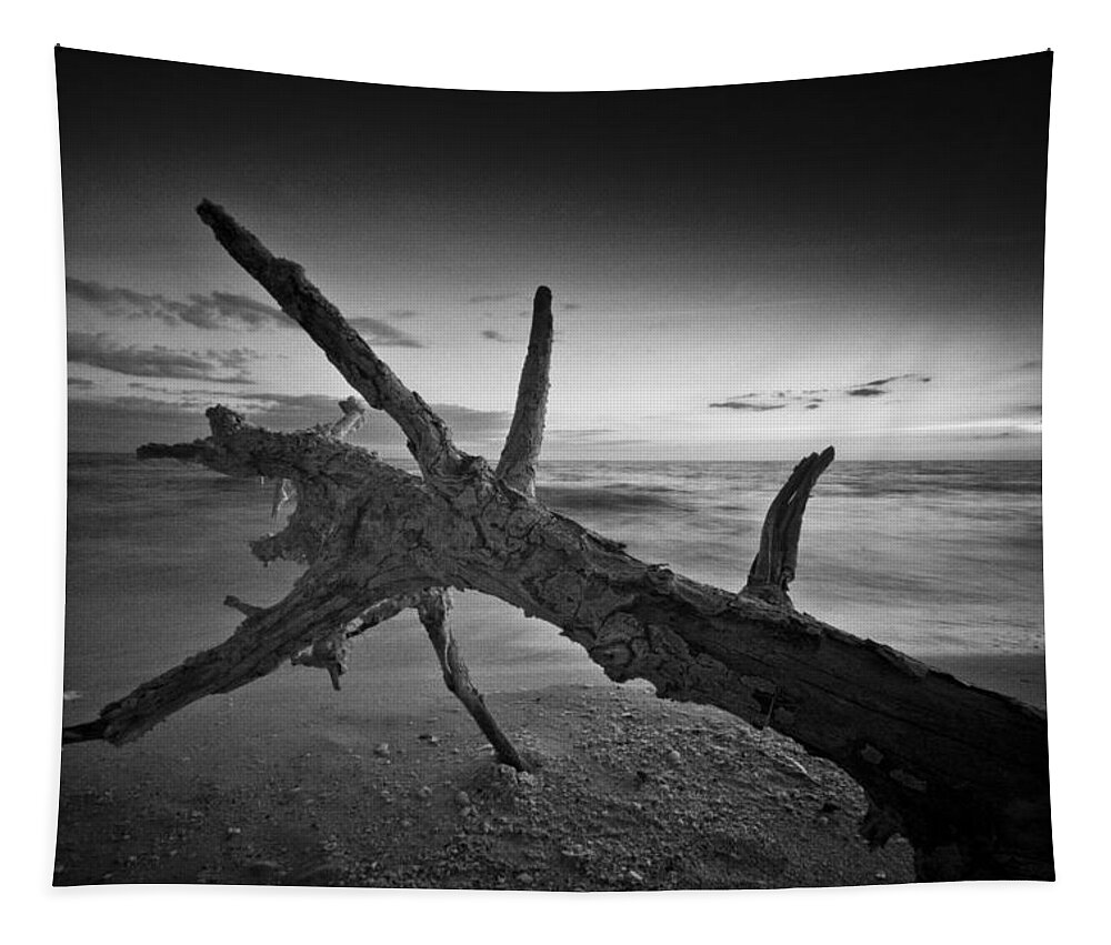 Bonita Beach Tapestry featuring the photograph Driftwood On Bonita Beach by Bradley R Youngberg