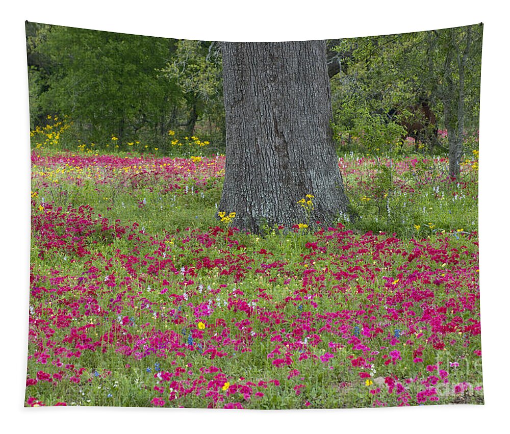 Landscape; Texas; Wildflowers; Crown Tickweed; Drummonds Phlox; Red; Oak Tree; North America; Dave Welling; Photograph; Spring; Fresh; Flowers;landscape; Nature; Scenic; Flora; Native Plants Tapestry featuring the photograph Drummonds Phlox and Crown Tickweed Central Texas by Dave Welling