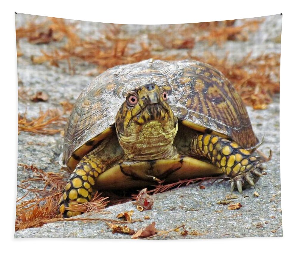 Box Turtle Tapestry featuring the photograph Eastern Box Turtle by Cynthia Guinn