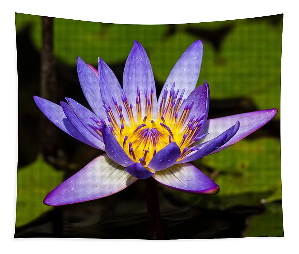 Egyptian Blue Tapestry featuring the photograph Egyptian Blue water lily by Scott Carruthers