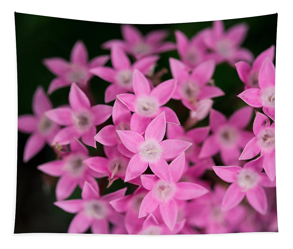 Pink Tapestry featuring the photograph Egyptian Star Flowers or Penta by Eti Reid