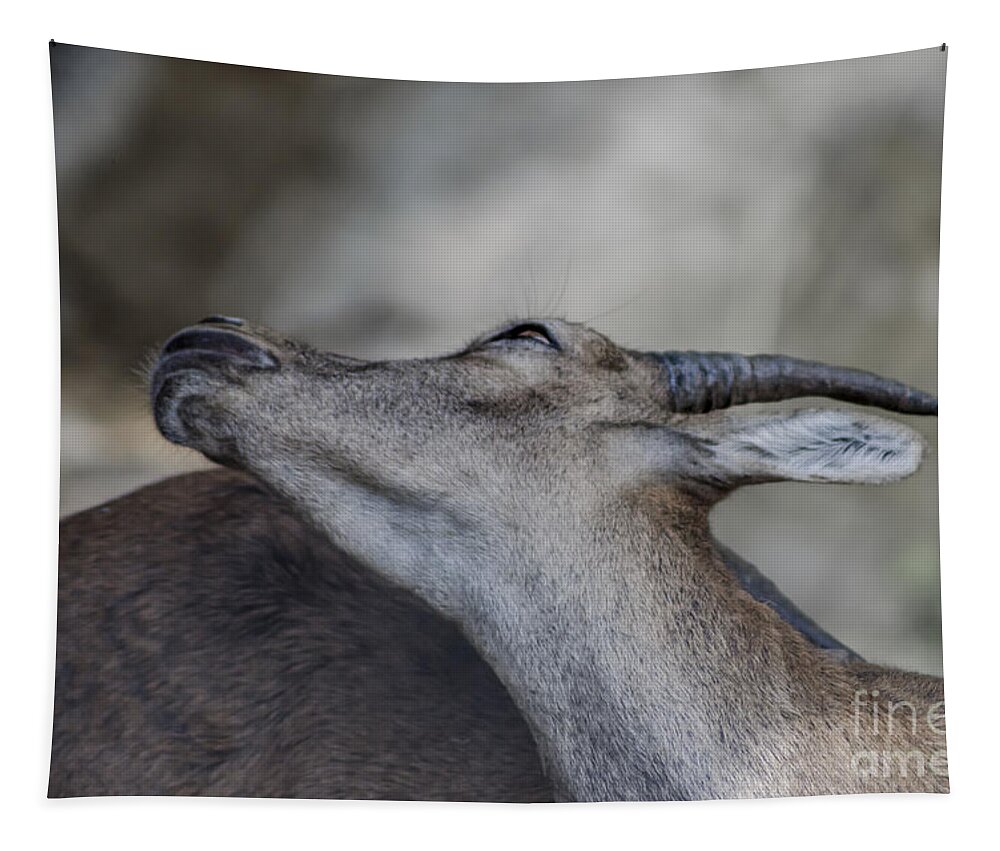 Michelle Meenawong Tapestry featuring the photograph Elegance Of The Ibex by Michelle Meenawong