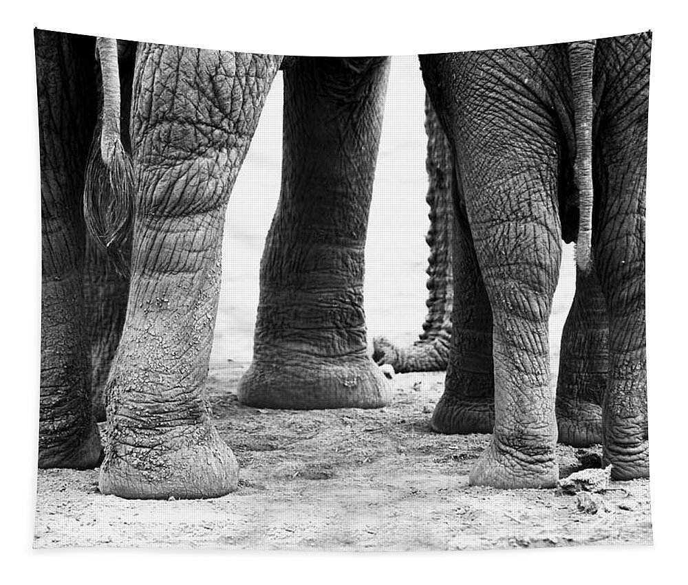 Elephants Tapestry featuring the photograph Elephant Feet by Amanda Stadther