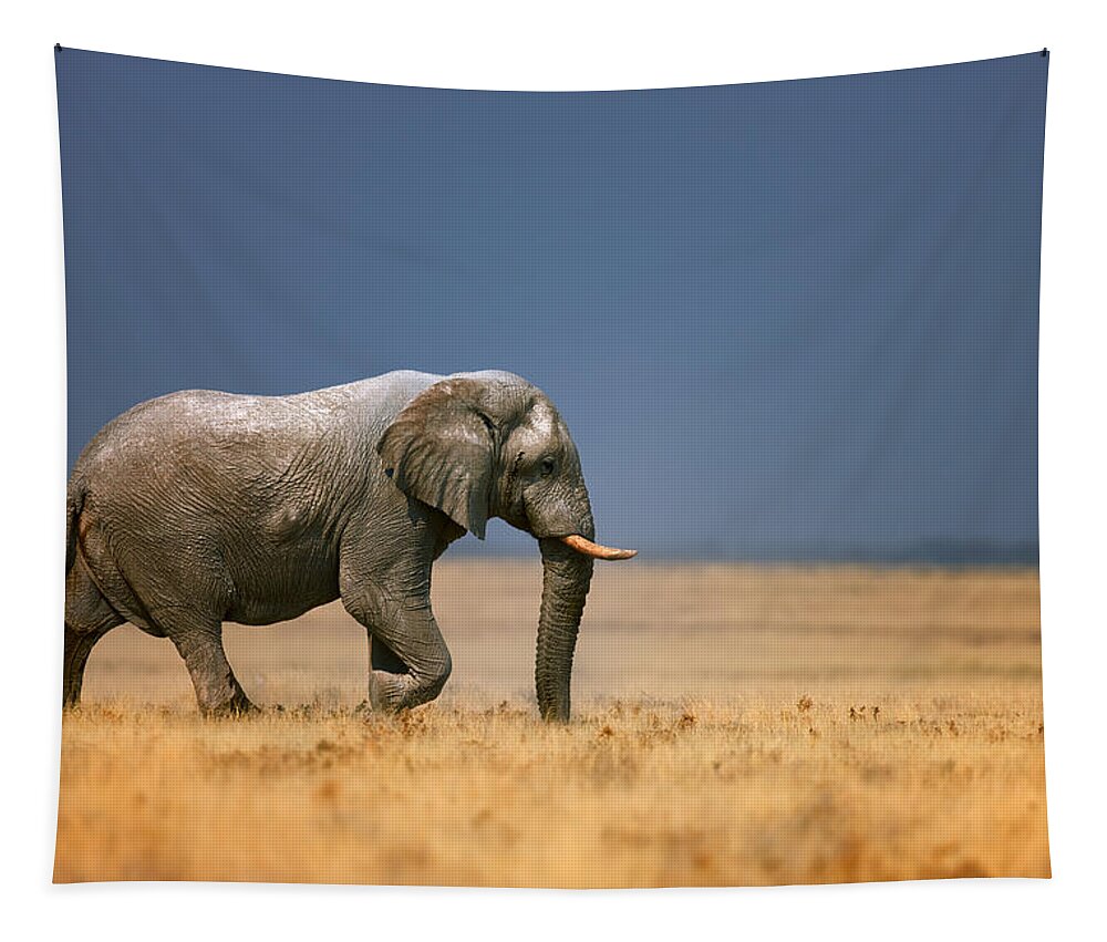 Walk Tapestry featuring the photograph Elephant in grassfield by Johan Swanepoel