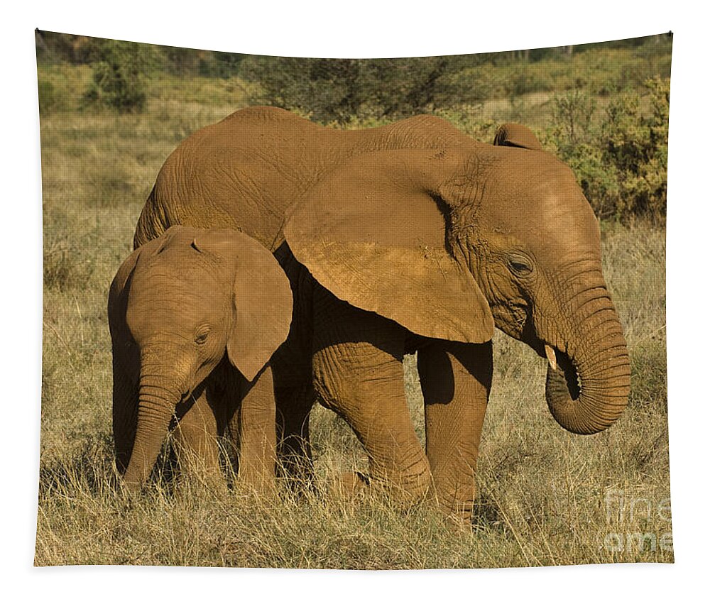 Africa Tapestry featuring the photograph Elephants Covered In Red Dust by John Shaw