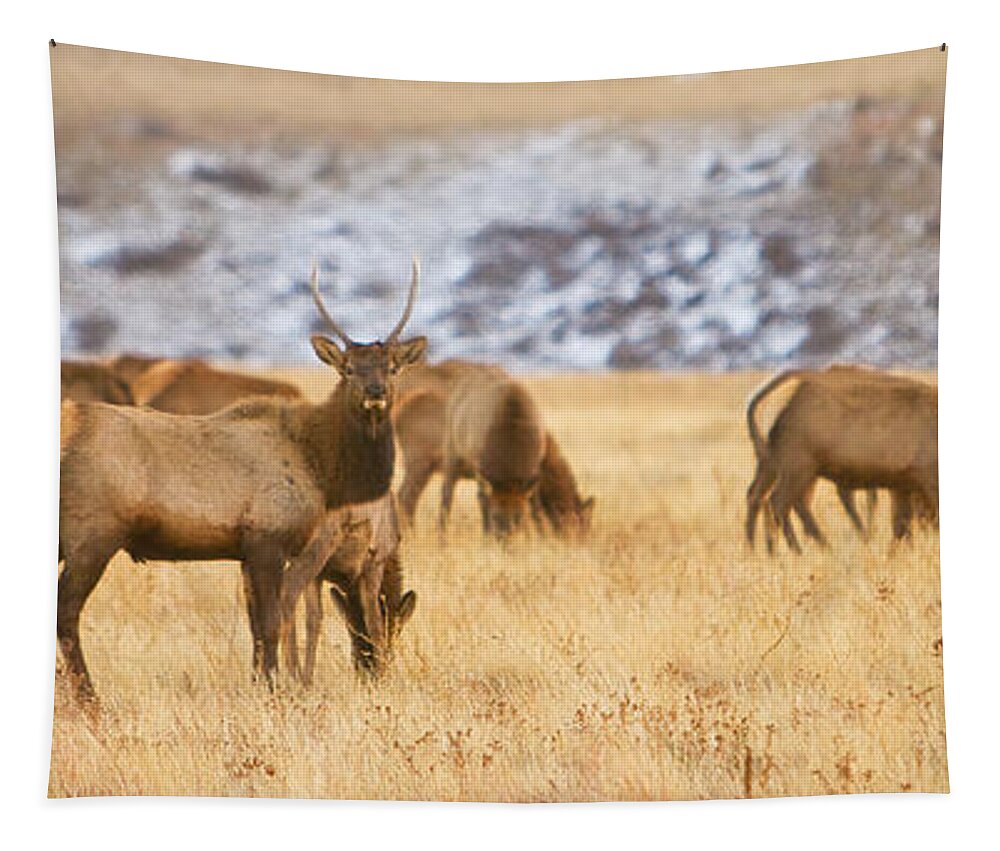 Elk Tapestry featuring the photograph Elk Herd Colorado Foothills Plains Panorama by James BO Insogna