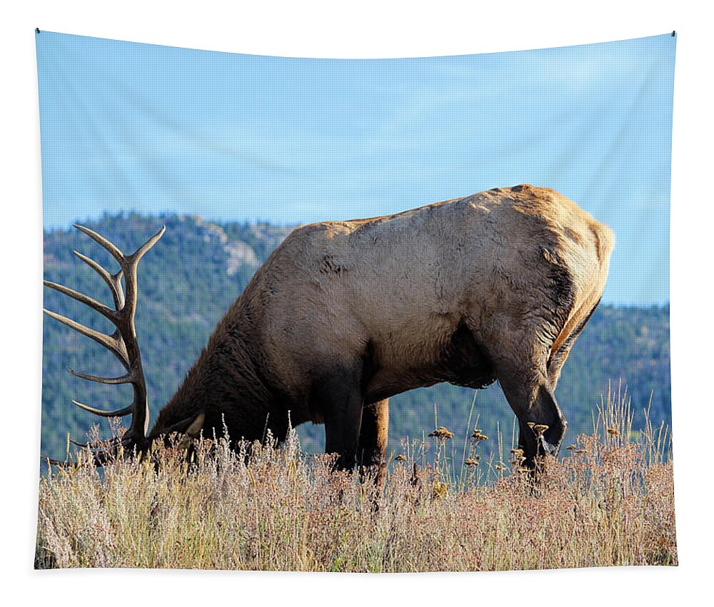 Elk Tapestry featuring the photograph Elk in Estes by Becca Buecher