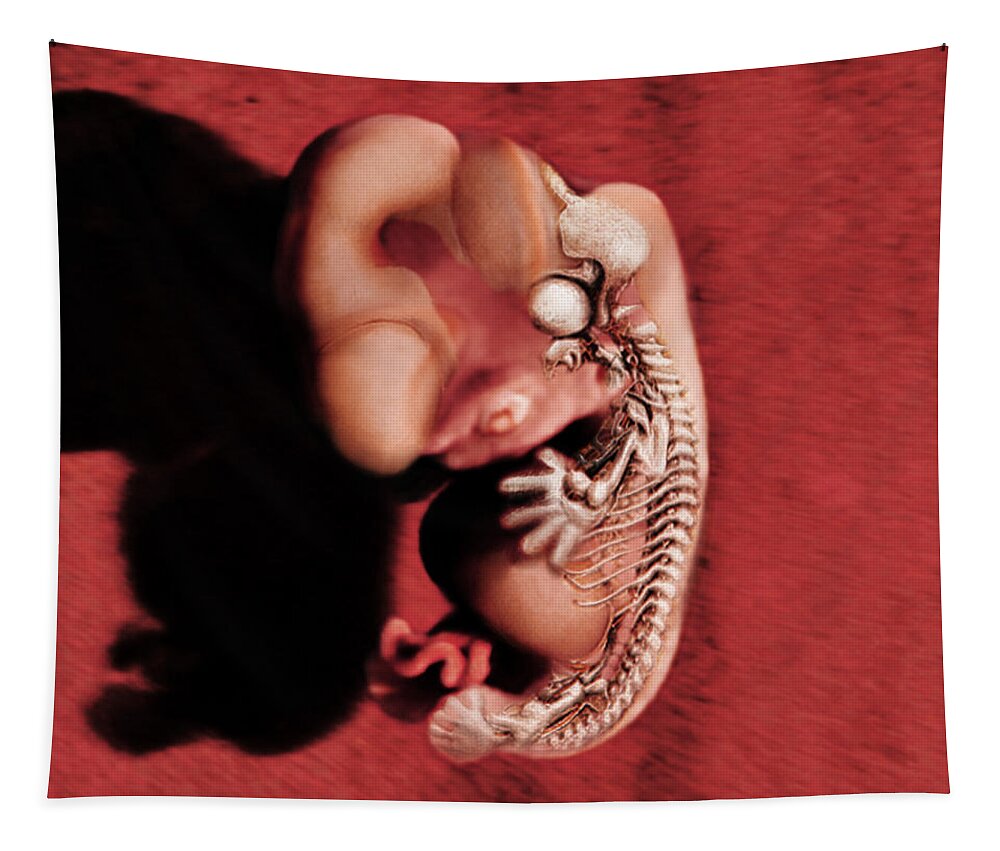 Anatomical Illustration Tapestry featuring the photograph Embryo by Anatomical Travelogue