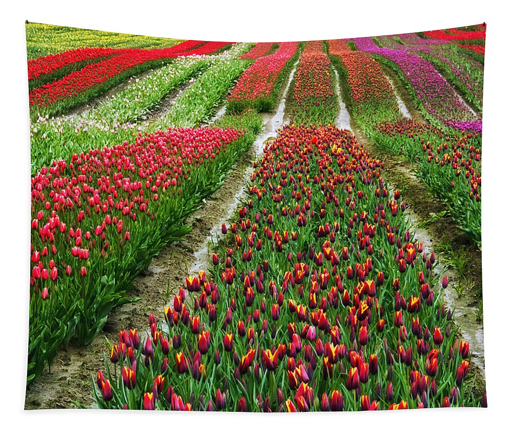 Monet Tapestry featuring the photograph Endless waves of tulips by Eti Reid