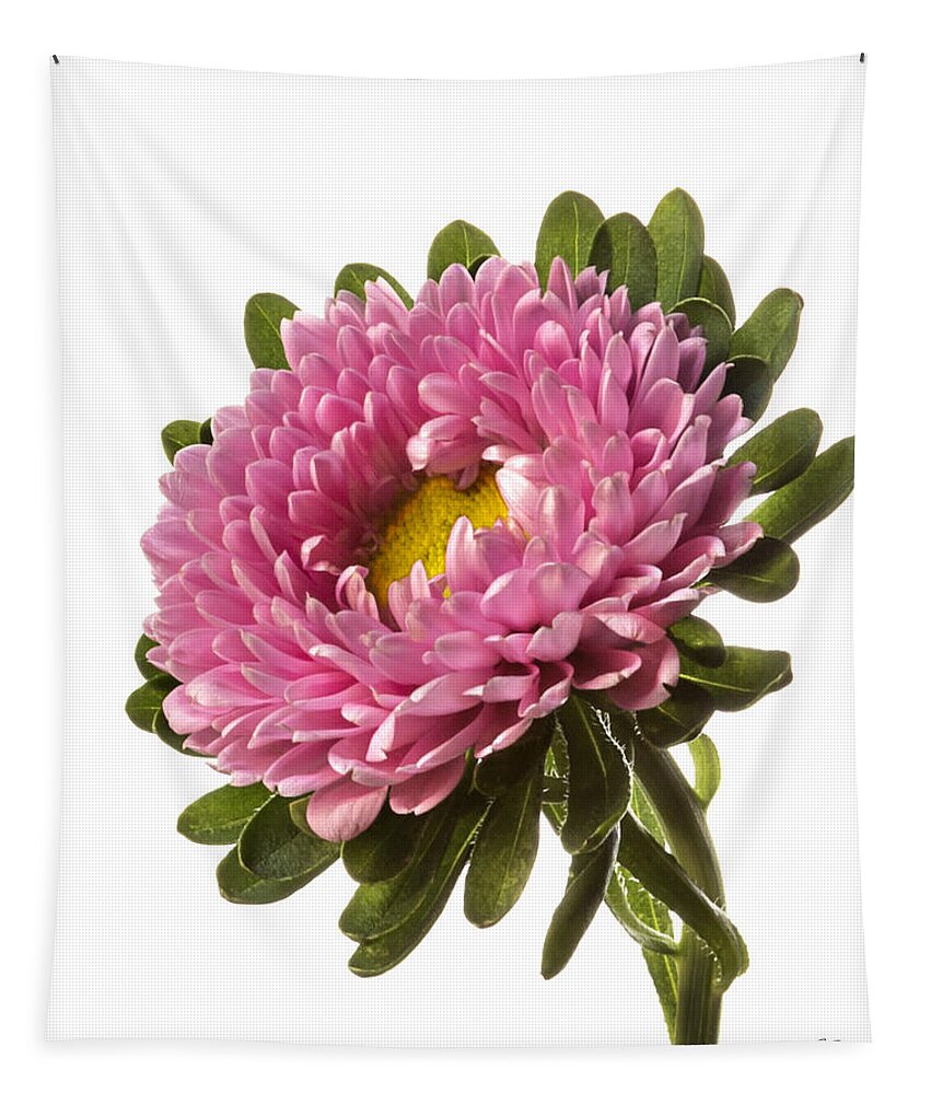 Flower Tapestry featuring the photograph English Daisy by Endre Balogh