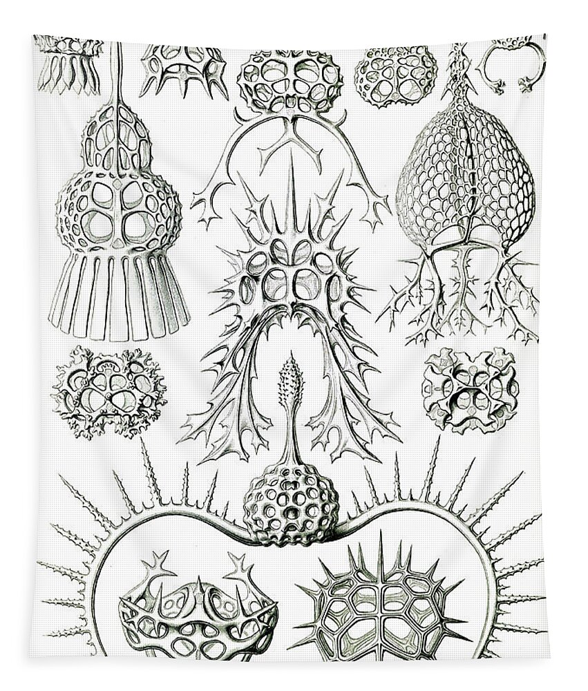 1904 Tapestry featuring the photograph Ernst Haeckel, Protozoa, Radiolaria by Science Source