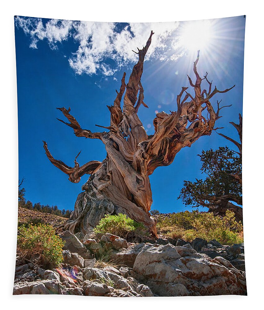 Ancient Bristlecone Pine Forest Tapestry featuring the photograph Eternity - Dramatic view of the Ancient Bristlecone Pine Tree with Sun Burst. by Jamie Pham