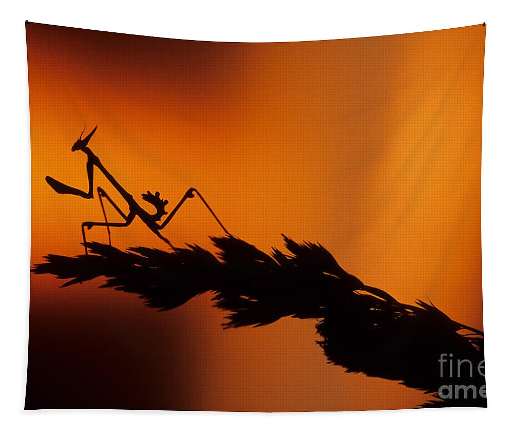 European Devil Mantis Tapestry featuring the photograph European Devil Mantis by Francesco Tomasinelli
