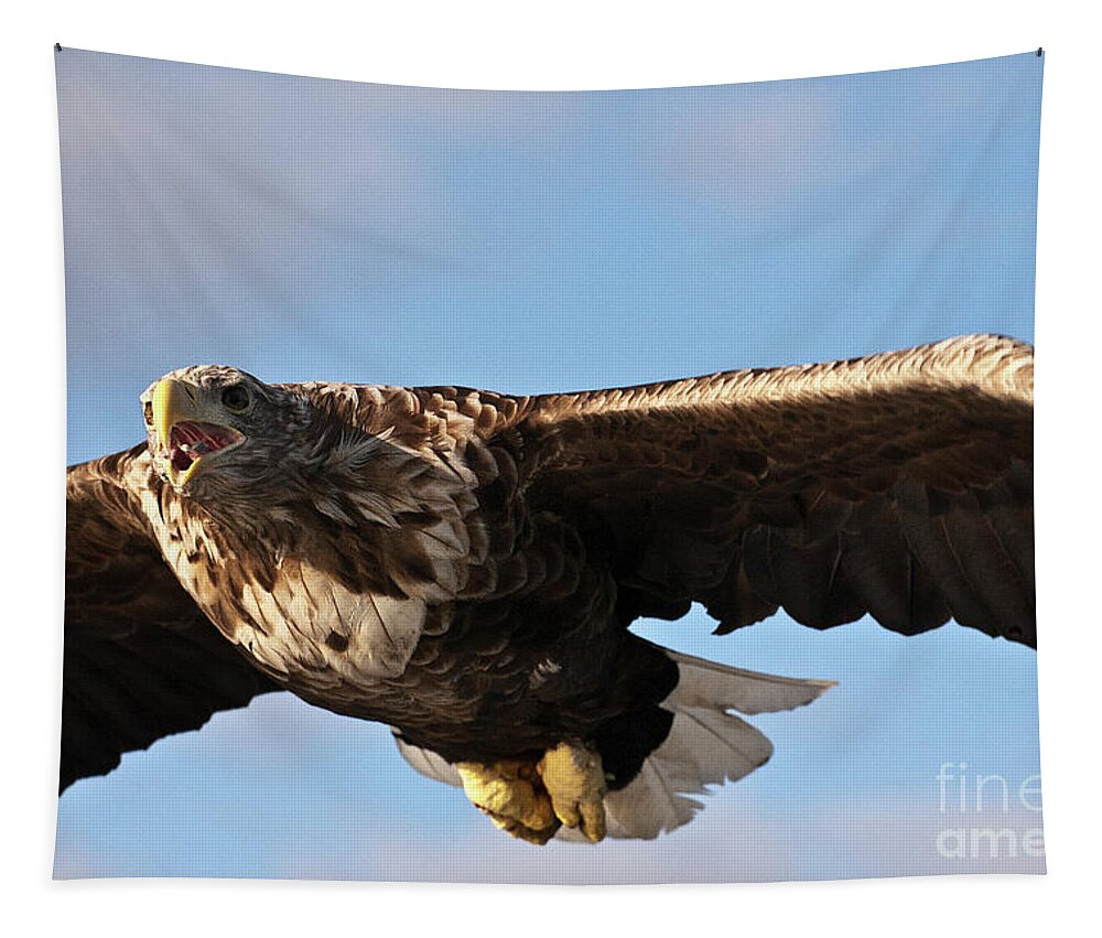 White_tailed Eagle Tapestry featuring the photograph European Flying Sea Eagle 1 by Heiko Koehrer-Wagner