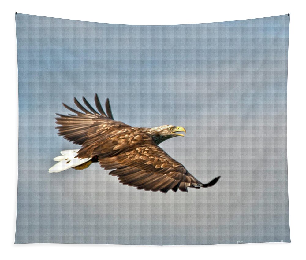 White_tailed Eagle Tapestry featuring the photograph European Flying Sea Eagle 3 by Heiko Koehrer-Wagner