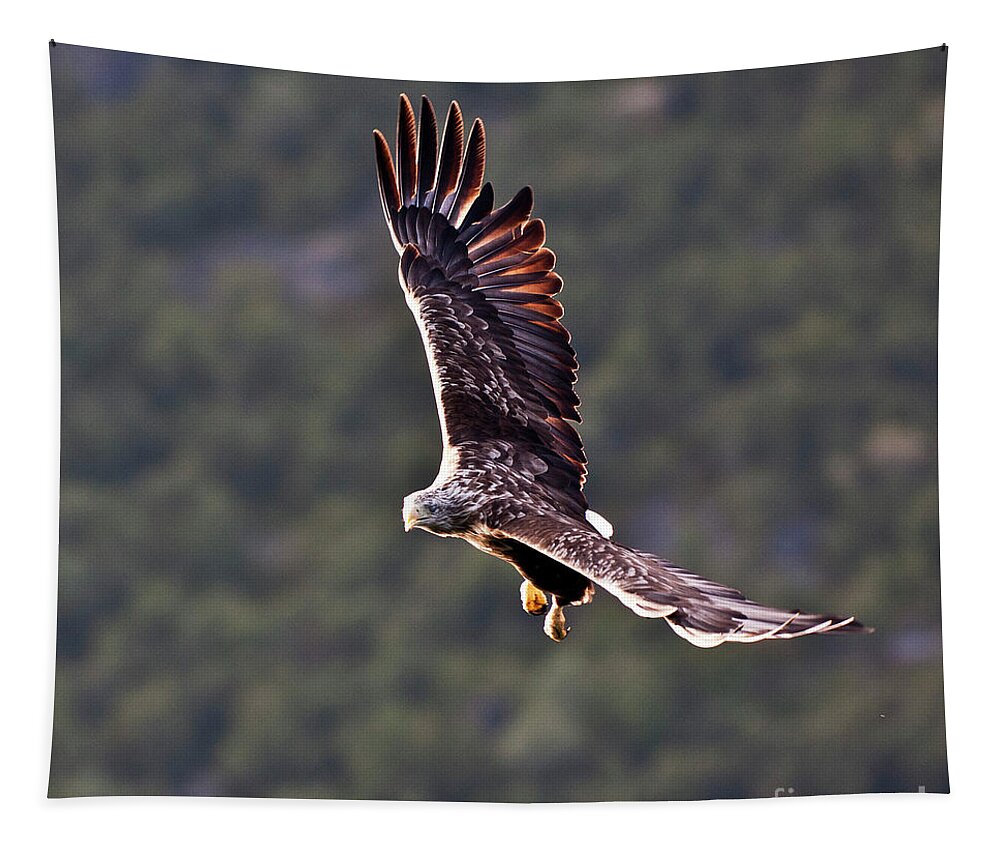 White_tailed Eagle Tapestry featuring the photograph European Flying Sea Eagle 4 by Heiko Koehrer-Wagner