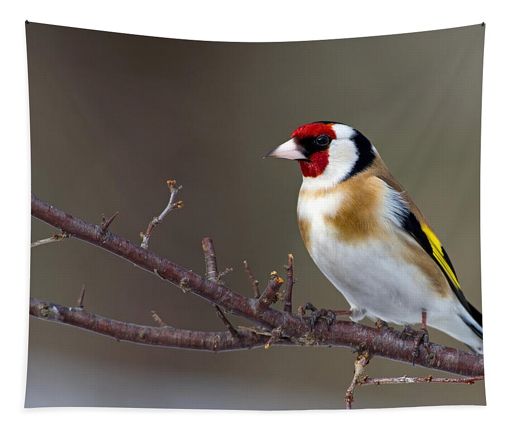 Goldfinch Tapestry featuring the photograph European Goldfinch by Torbjorn Swenelius