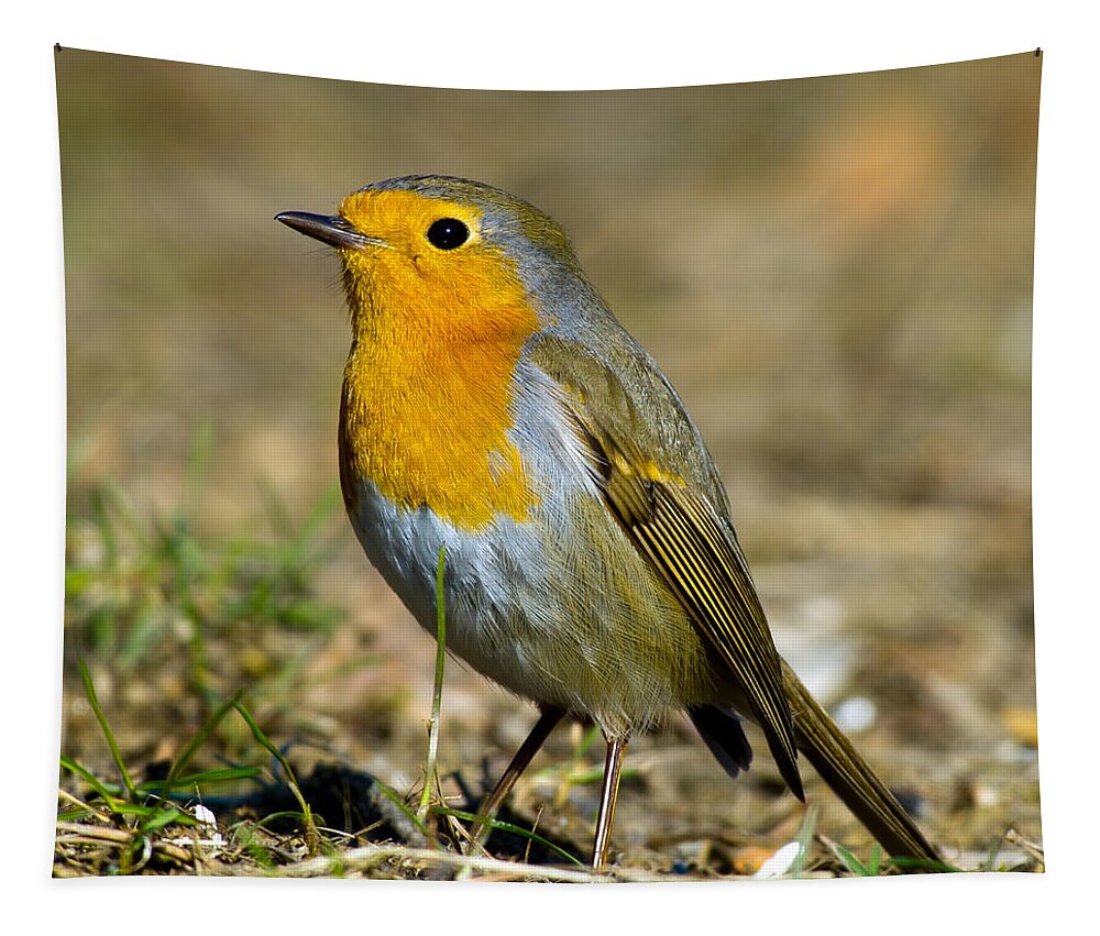 European Robin Square Tapestry featuring the photograph European Robin Square by Torbjorn Swenelius