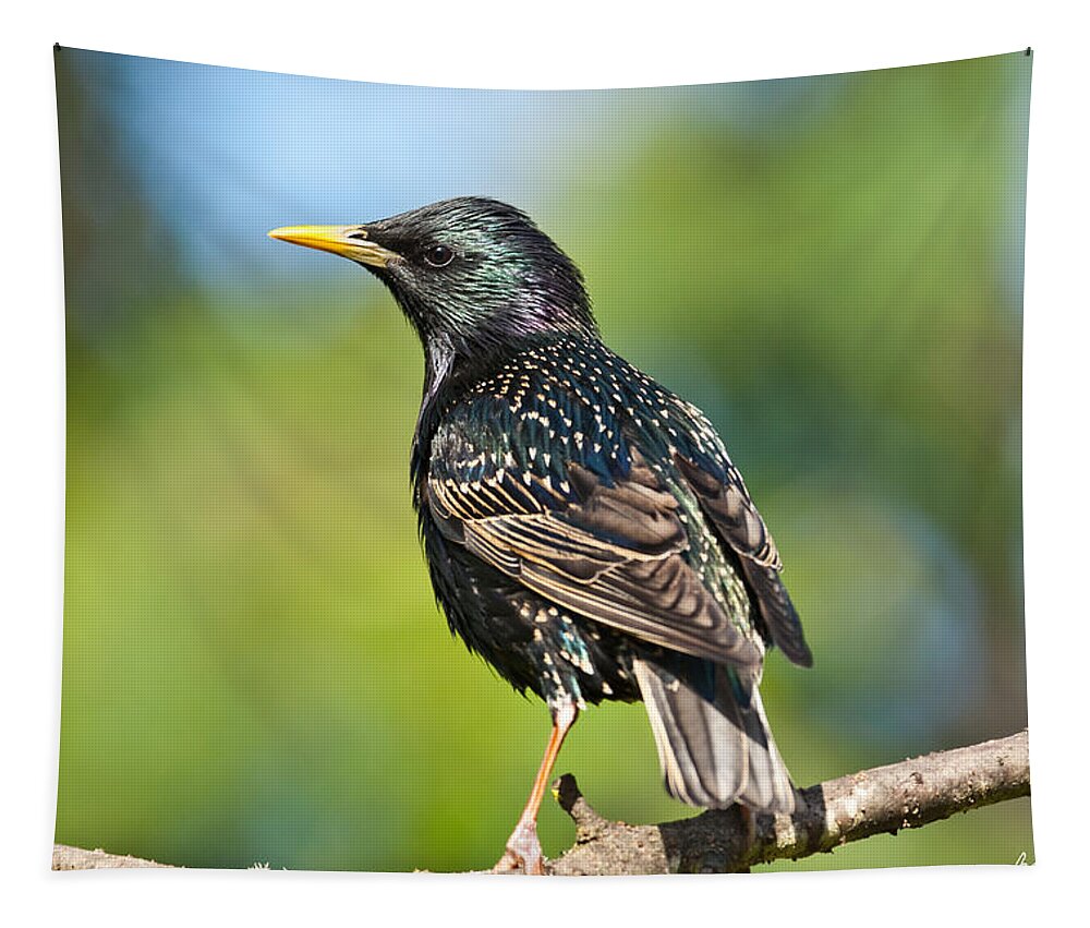 Animal Tapestry featuring the photograph European Starling in a Tree by Jeff Goulden
