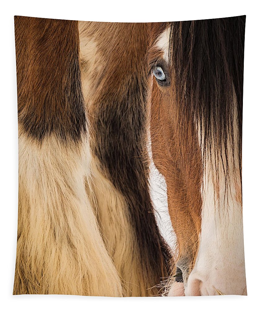 Horse Tapestry featuring the photograph Eyes of Blue by Everet Regal