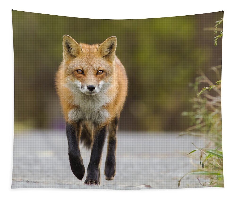 Fox Tapestry featuring the photograph Face to Face by Mircea Costina Photography