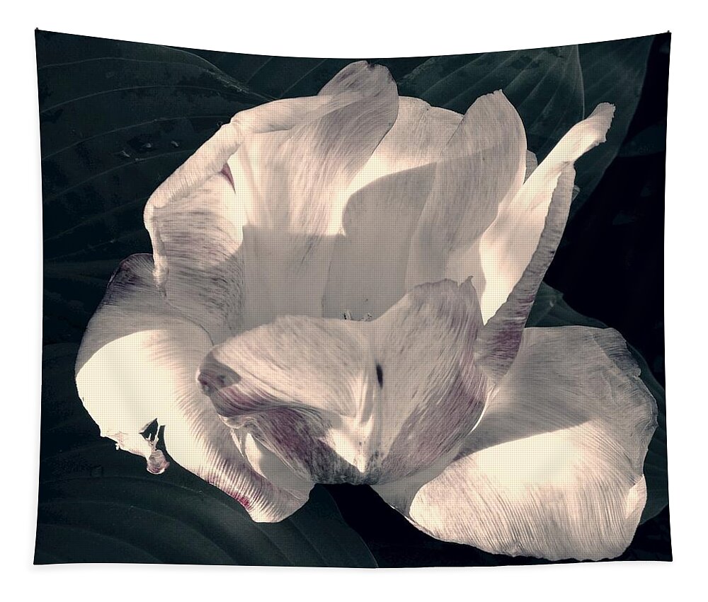 Tulip Tapestry featuring the photograph Faded Beauty by Photographic Arts And Design Studio
