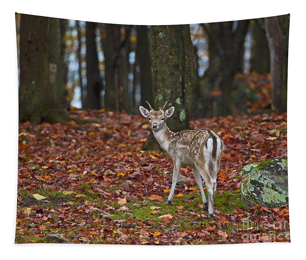 Nina Stavlund Tapestry featuring the photograph Fall Fairytale.. by Nina Stavlund