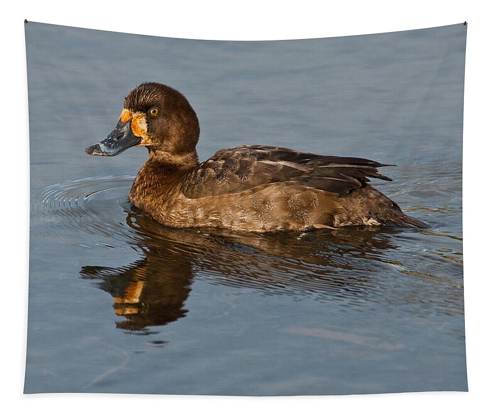Animal Tapestry featuring the photograph Female Greater Scaup by Jeff Goulden