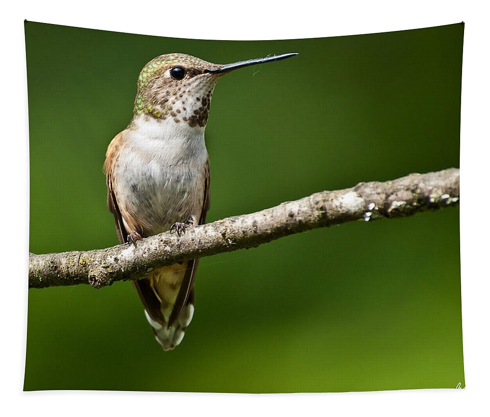 Adult Tapestry featuring the photograph Female Rufous Hummingbird in a Tree by Jeff Goulden