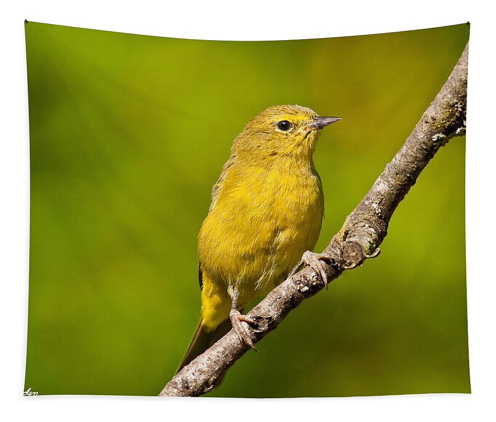 Animal Tapestry featuring the photograph Female Yellow Warbler by Jeff Goulden