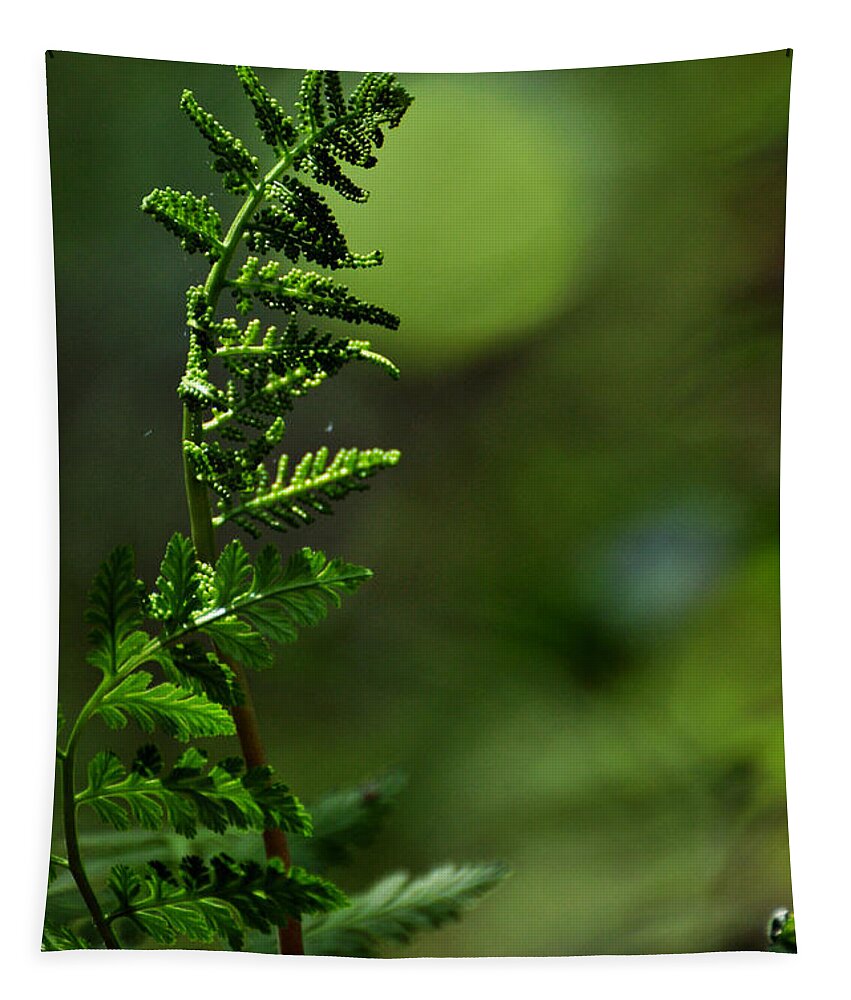Fern Tapestry featuring the photograph Fern Song by Rebecca Sherman