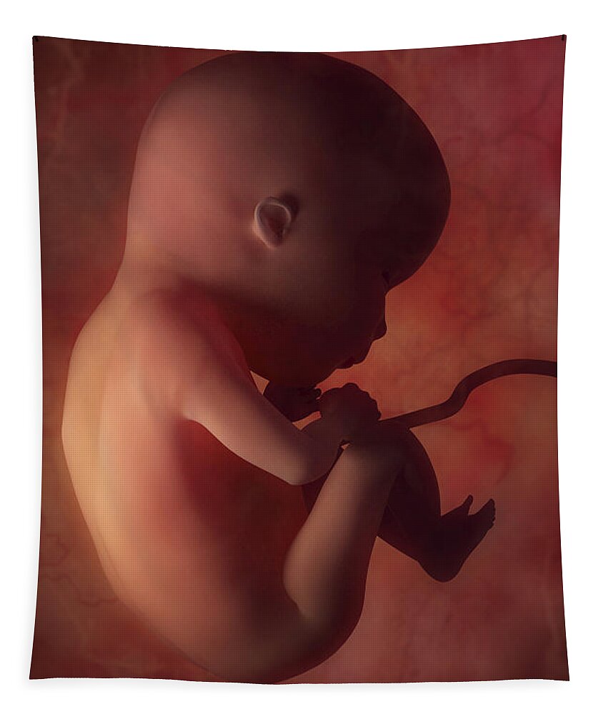Develop Tapestry featuring the photograph Fetus In Utero Week 15 by Science Picture Co