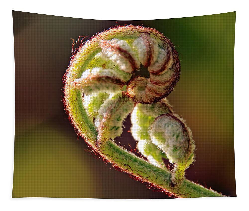 Ferns Tapestry featuring the photograph Fiddlehead Fern by Peggy Collins